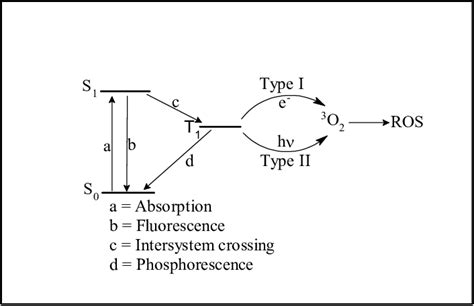 A schematic diagram of the production of reactive oxygen species ...