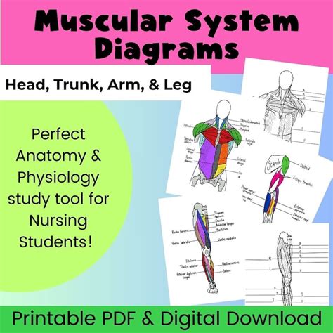 Muscle Anatomy Pdf Printable Worksheet Intro To Anatomy Printable Pdf Worksheet Muscular