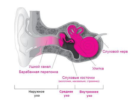 Типы и степени тугоухости: причины, симптомы и методы диагностики