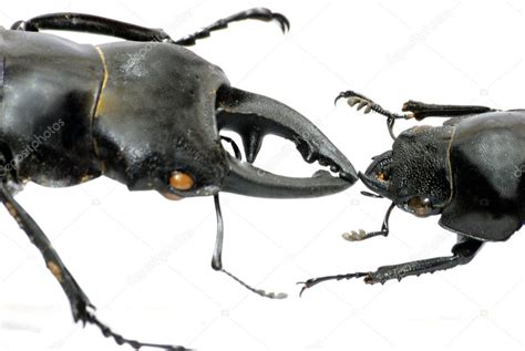 Insect Stag Beetle Bug Kiss Stock Photo Panxunbin 3145642