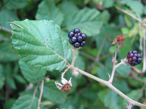 Universo Botánico Rubus ulmifolius Schott Zarzamora