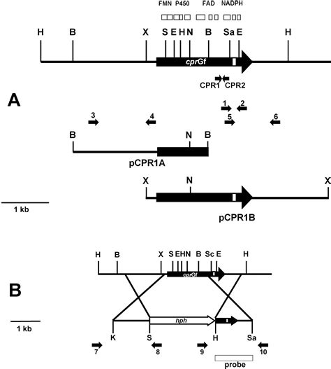 The NADPH Cytochrome P450 Reductase Gene From Gibberella Fujikuroi Is