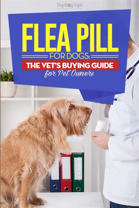 Flea Pills for Dogs: The Vet's Buying Guide for Pet Owners