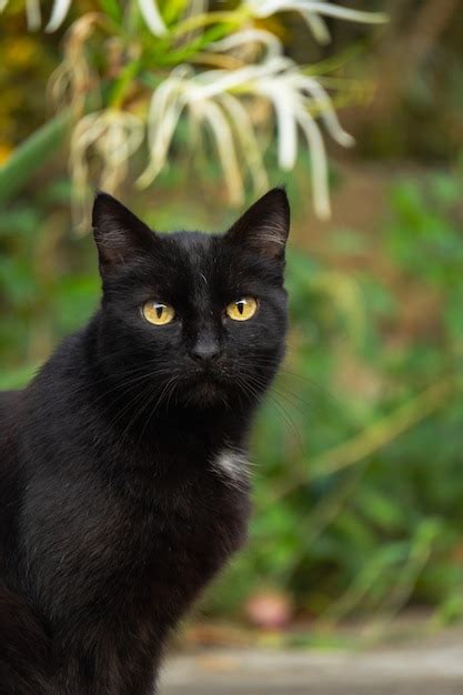 Um Gato Preto Olhos Amarelos E Uma Mancha Branca No Peito Foto