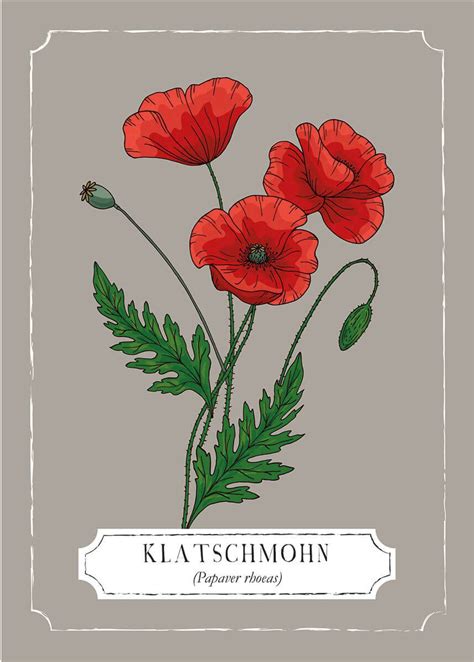 Blumen Gl Ckwunschkarte Mit Aquarellzeichnung Klatschmohn F R Viele