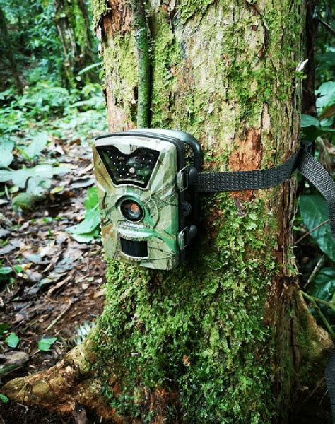 Cámara trampa instalada en el bosque lista para captar la fauna