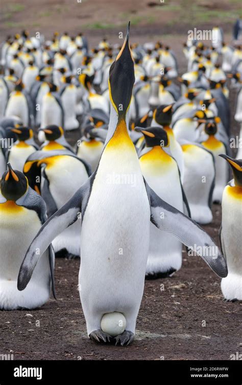 King penguin egg incubating hi-res stock photography and images - Alamy