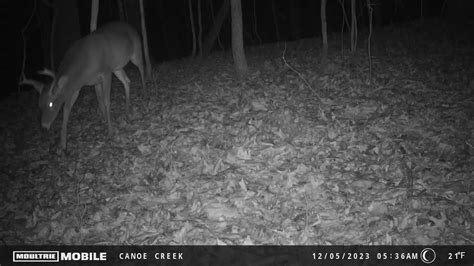 Buck came to inspect my camera : r/trailcam