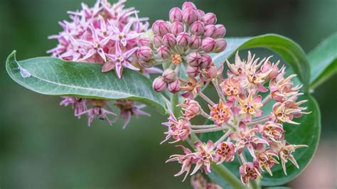 How To Grow Milkweed For Bright Blooms Year After Year Homes And Gardens