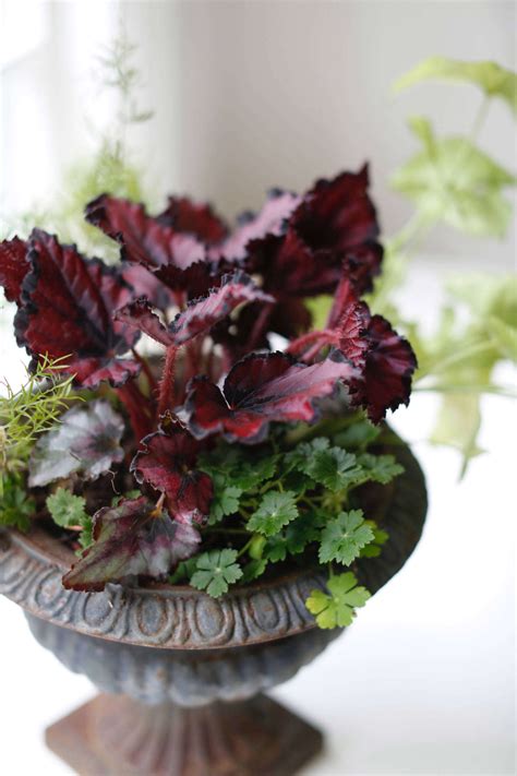 Houseplant Help: 5 Tips to Keep Finicky Begonia Rex Alive - Gardenista