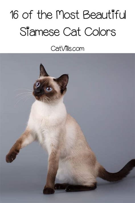 16 Siamese Cat Colors Revealed: From Traditional to Modern