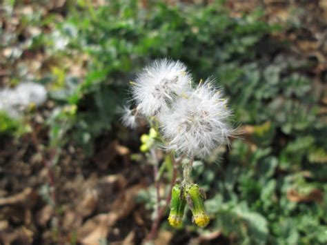 Fluffy Weed Macro 3 Free Stock Photo Public Domain Pictures