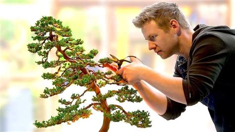 Learning The Ancient Art Of Bonsai In Day Bonsai Techniques