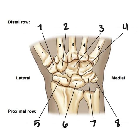 Bones of the Wrist Diagram | Quizlet