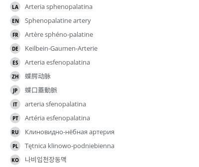 Sphenopalatine artery - vet-Anatomy - IMAIOS