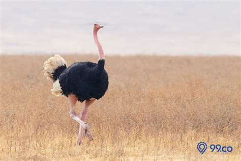 5 Burung Terbesar Di Dunia Lengkap Dengan Fakta Uniknya Ada Yang