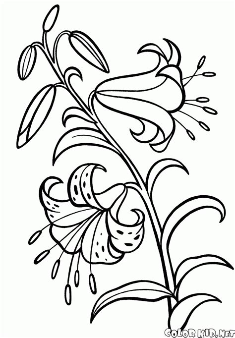 Coloring Page Lily