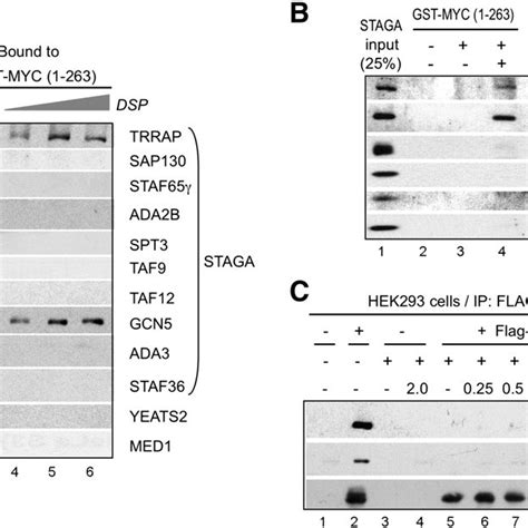 Myc Tad 1 263 Crosslinks To Trrap And Gcn5 Subunits Within The Native