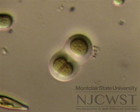 Chroococcus New Jersey Center For Water Science And Technology