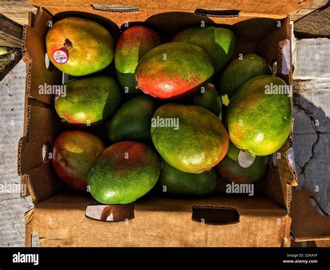 Perfect Mangoes High Resolution Stock Photography And Images Alamy