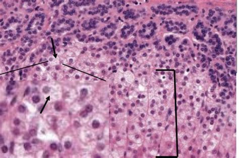 Histology Lab Cell Tissue Analysis Flashcards Quizlet