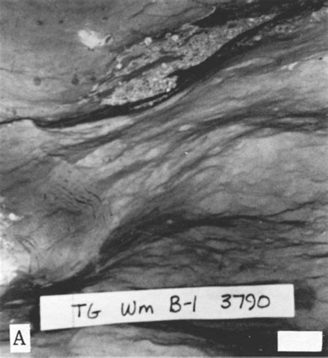 Kgs Subsurface Geology Dubois Lansing Kansas City E Zone