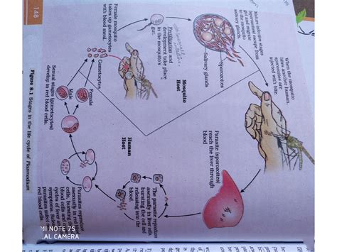 Sakshi Life Cycle Of Plasmodium Class 12