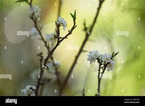 Beautiful Winter Flowers in the Garden Stock Photo - Alamy