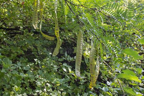 Bright Green Leaves And Seed Pods Of Honey Locust Gleditsia Triacanthos