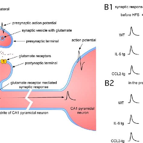 Excitatory Synaptic Transmission At The Schaffer Collateral To Ca