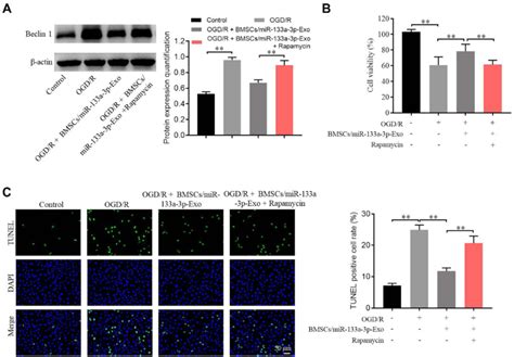 Exosomal Mir A P Derived From Bmscs Alleviated Ogd R Induced