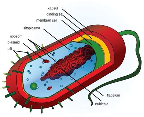 Sel Prokariotik: Pengertian, Ciri-Ciri, Contoh, dan Strukturnya