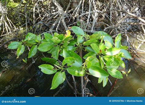 Manglar Hojas Rhizophora Apiculata Blume En La Naturaleza Foto De