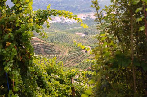 Ruggeri | Weingut Riehen