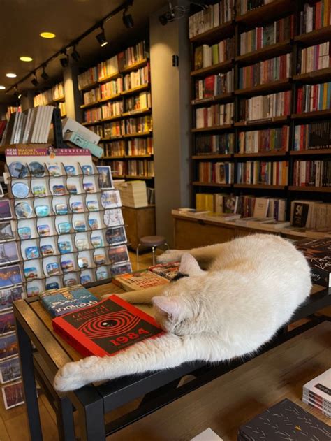 Cat Bookstore Bookstore Cats Book Cafe Bookstore Cafe