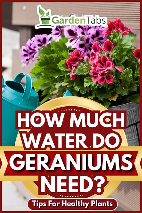 The Ultimate Geranium Watering Guide: Tips for Perfectly Hydrated Plants