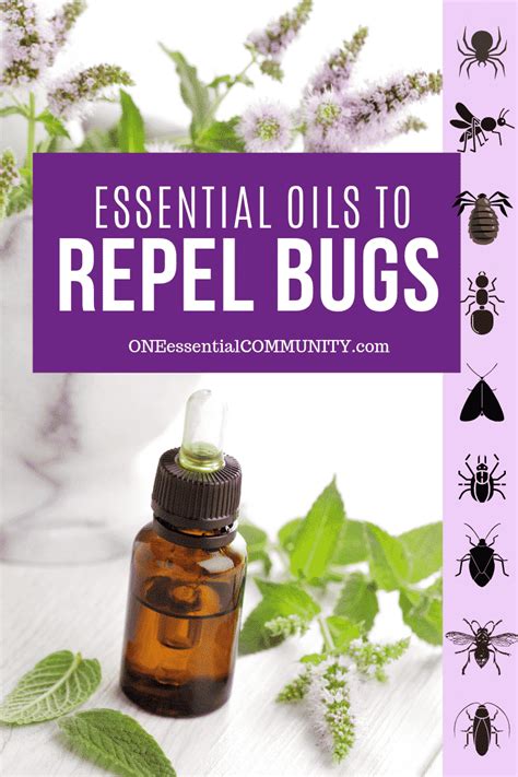 Top Essential Oils That Repel Bugs Bug Spray Recipe Diffuser