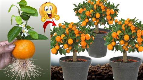 Grow Orange Tree Fast L How To Plant An Orange Tree From Seed L Orange