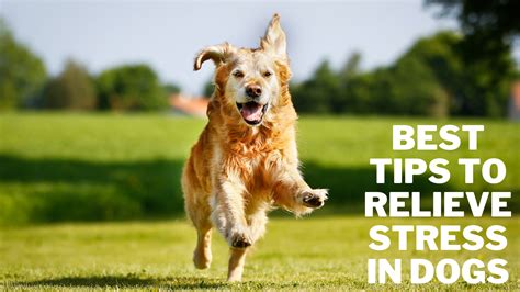 Best Tips To Relieve Stress In Dogs In 2024