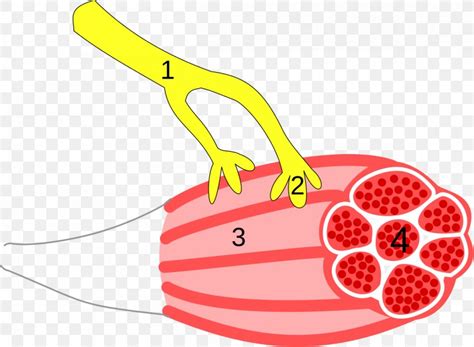 Structure Of A Neuromuscular Junction And Skeletal Muscle Fiber