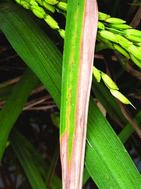 Fact Sheet Rice Bacterial Leaf Blight 418 51 Off