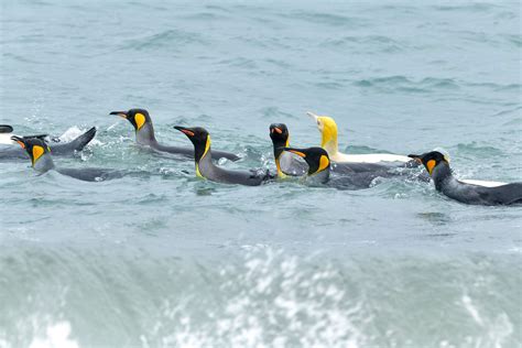 Rare Yellow Penguin Bewilders Scientists | Audubon