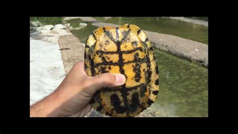 FISHING AND HELPING STRANDED TURTLES - YouTube