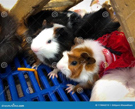 Hamsters Teddy Bear Hamster Stock Photo - Image of brown, life: 119844210