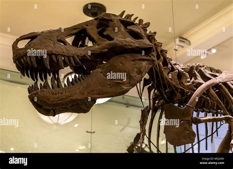 New York City Museum of Natural Sciences Dinosaur Fossils Stock Photo ...