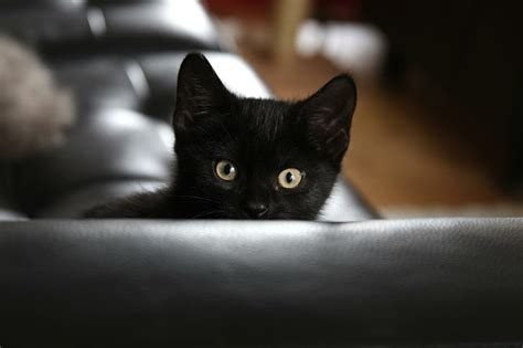 HD wallpaper: Black Kitty, kitten, cute, animals | Wallpaper Flare