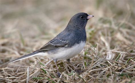 Dark-eyed-Junco – Prairie Garden Trust