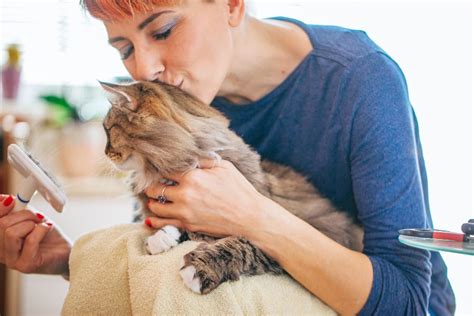 Bisous De Chats Est Ce Qu Ils Aiment Vraiment Les Baisers