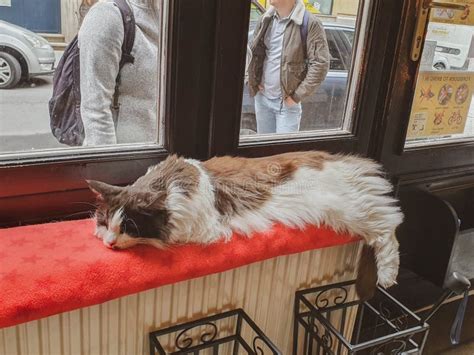 A Big Fluffy Cat Sleeping on the Windowsill in One of the Cat Cafes in ...