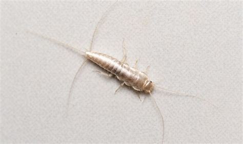 Pest Warning As Bathrooms Could Be ‘infested With Silverfish This